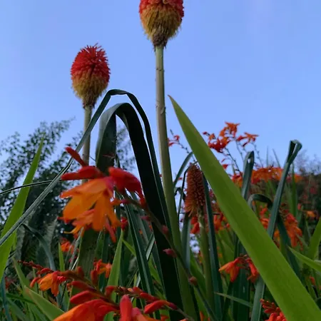 בית נופש Cozy Garden Wild Atlantic Way Mizen